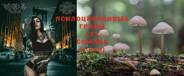 сатива Горно-Алтайск